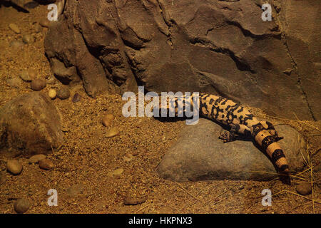 Heloderma suspectum, Gila monster, rampant sur les rochers, dans un environnement désertique. Banque D'Images