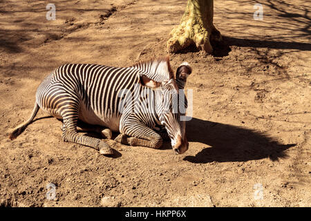 Le zèbre de Grevy, Equus grevyi, relaxe au soleil après un bain de poussière. Banque D'Images