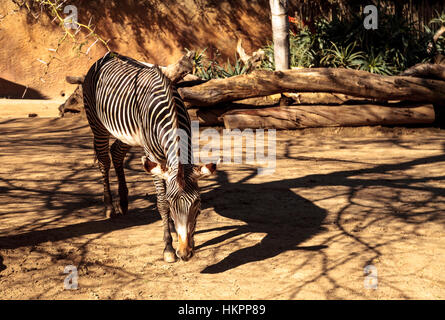 Le zèbre de Grevy, Equus grevyi, relaxe au soleil après un bain de poussière. Banque D'Images