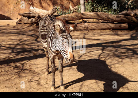 Le zèbre de Grevy, Equus grevyi, relaxe au soleil après un bain de poussière. Banque D'Images