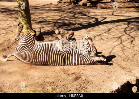 Le zèbre de Grevy, Equus grevyi, relaxe au soleil après un bain de poussière. Banque D'Images