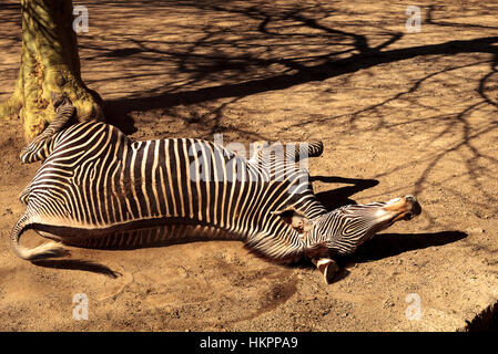 Le zèbre de Grevy, Equus grevyi, relaxe au soleil après un bain de poussière. Banque D'Images