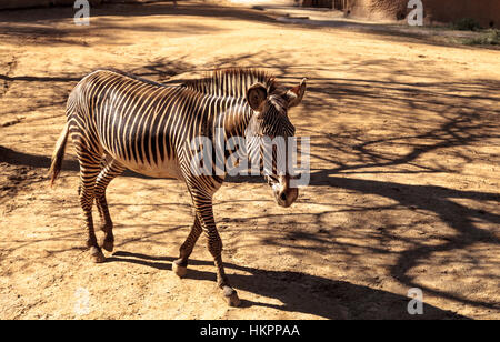 Le zèbre de Grevy, Equus grevyi, relaxe au soleil après un bain de poussière. Banque D'Images