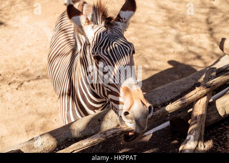 Le zèbre de Grevy, Equus grevyi, relaxe au soleil après un bain de poussière. Banque D'Images