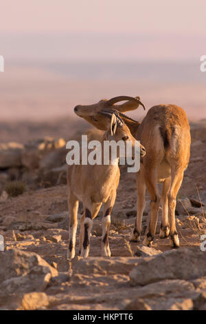 De jeunes femmes Bouquetin de Nubie (Capra ibex nubiana), au lever du soleil. Photographié sur le bord du cratère de Ramon, désert du Néguev, Israël Banque D'Images