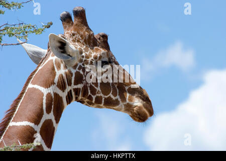 Portrait d'une giraffe réticulée, (Giraffa camelopardalis reticulata), avec un fond de ciel bleu. Photographié dans la réserve nationale de Samburu, Kenya, i Banque D'Images