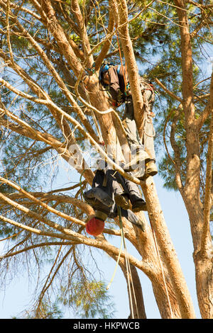 La coupe d'un grand arbre de jardin Banque D'Images