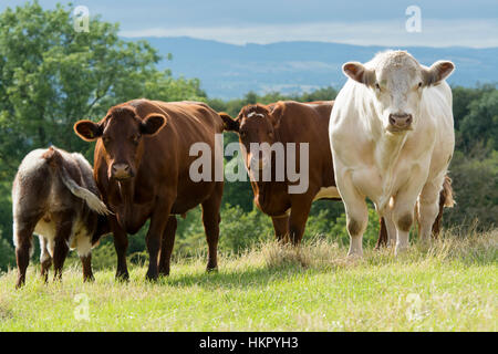 Shorthorn boeuf bétail au pâturage, Worcestershire. Banque D'Images