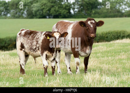 Shorthorn boeuf bétail au pâturage, Worcestershire. Banque D'Images