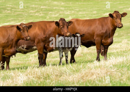 Shorthorn boeuf bétail au pâturage, Worcestershire. Banque D'Images