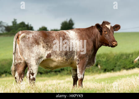 Shorthorn boeuf bétail au pâturage, Worcestershire. Banque D'Images