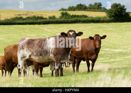 Shorthorn boeuf bétail au pâturage, Worcestershire. Banque D'Images