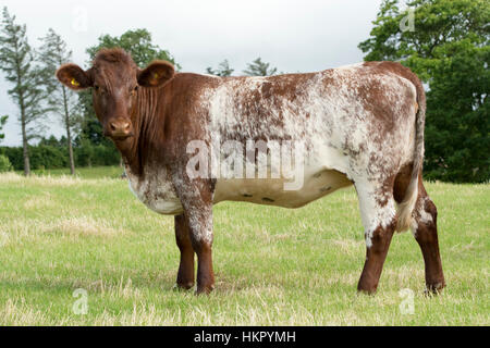 Shorthorn boeuf bétail au pâturage, Worcestershire. Banque D'Images