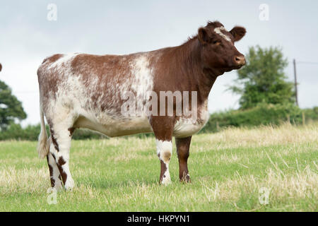 Shorthorn boeuf bétail au pâturage, Worcestershire. Banque D'Images