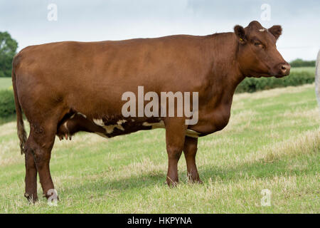 Shorthorn boeuf bétail au pâturage, Worcestershire. Banque D'Images