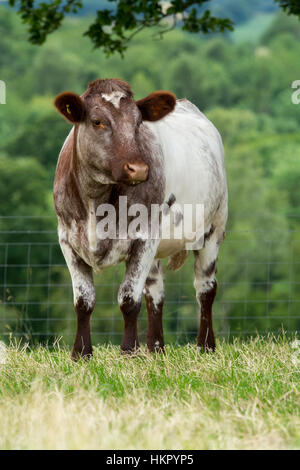 Shorthorn boeuf bétail au pâturage, Worcestershire. Banque D'Images