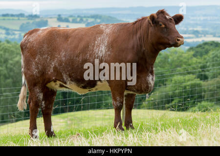 Shorthorn boeuf bétail au pâturage, Worcestershire. Banque D'Images