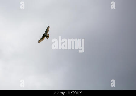 Buse à queue rousse (Buteo jamaicensis) planeur haut dans un ciel gris. Banque D'Images