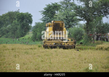 La récolte de maïs des agriculteurs sur une machine de récolte Banque D'Images