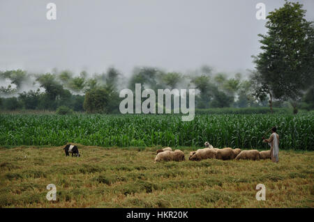 Petit village avec des animaux de ferme dans le vert des champs agricoles Banque D'Images