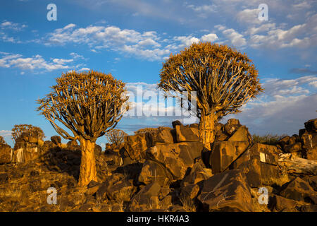 Quiver Tree Forest, Kokerboom Woud, Aloe dichotoma, Mesosaurus Fossil Site, Keetmanshoop, Namibie, par Monika Hrdinova/Dembinsky Assoc Photo Banque D'Images