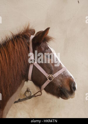 Cheval brun sur fond de mur Banque D'Images