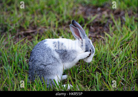 Nettoyer le visage de lapin gris s'asseoir sur le gazon vert Banque D'Images