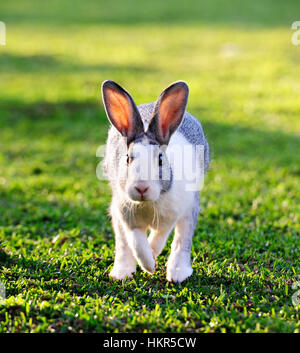 L'exécution de lapin gris sur l'or vert pelouse Banque D'Images