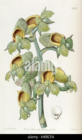 Cette illustration botanique de *Catasetum macrocarpum* (anciennement connu sous le nom de *Monachanthus viridis*) est présentée dans *Edwards' Botanical Register* (1836). Il met en évidence les caractéristiques distinctes de l'espèce d'orchidée, réputée pour son aspect unique. Banque D'Images