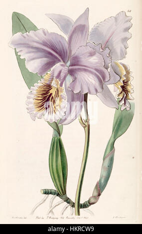 Cette illustration botanique de 1840 par Edwards présente Cattleya mossiae, un type d'orchidée. L'œuvre est détaillée et scientifiquement exacte, mettant en valeur la beauté délicate de cette espèce et son importance dans l'horticulture au XIXe siècle. Banque D'Images