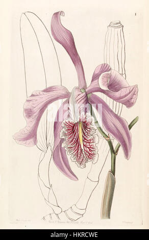 Cette illustration botanique du Botanical Register d’Edwards, publiée en 1846, représente l’orchidée Cattleya maxima. La pièce est une œuvre exemplaire de l’art botanique, mettant en valeur les détails délicats de la structure de la fleur. Banque D'Images