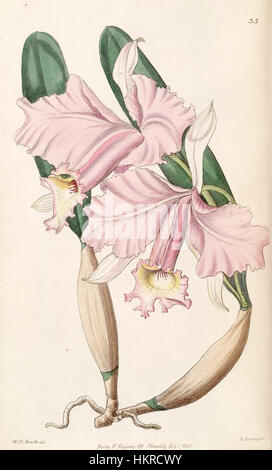 Cattleya Cattleya labiata (comme lemoniana) - Edwards vol 32 ns (9) PL 35 (1846) Banque D'Images