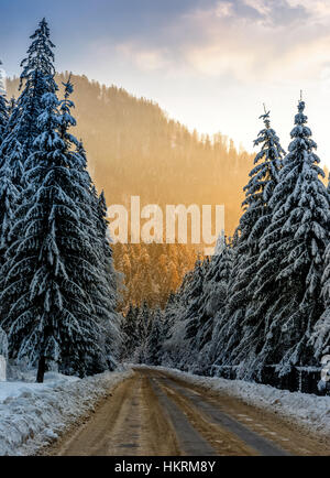 Paysage de montagne d'hiver. route qui mène dans la forêt de sapins couverts de neige dans la lumière du soir Banque D'Images