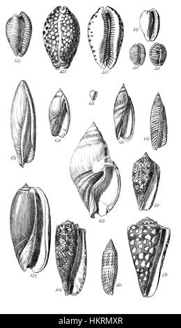 *Conchological Manual plate 21* est une illustration tirée d'un texte scientifique sur les coquillages, présentant des représentations détaillées de diverses espèces. La plaque met l'accent sur l'étude de la conchologie et de la diversité des mollusques, mettant en valeur les conceptions complexes de leurs coquilles. Banque D'Images