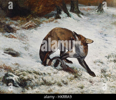 Courbet Fox pris dans un piège Banque D'Images