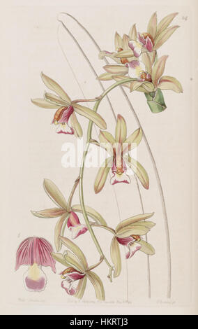 Cette illustration botanique, tirée du 'Edwards's Botanical Register' (1844), représente l'orchidée Cymbidium aloifolium, également connue sous le nom de Cymbidium pendulum var. brevilabre. Le dessin détaillé met en valeur les fleurs délicates et les longues feuilles arquées typiques de cette espèce. Banque D'Images