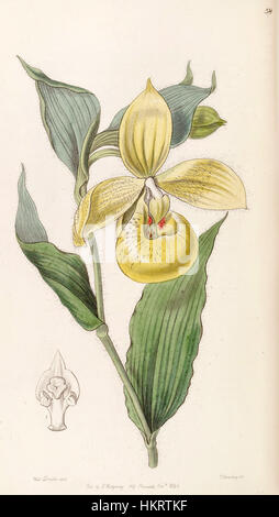 Cette illustration botanique, 'Cypripedium irapeanum', apparaît dans le volume botanique 32 d'Edwards, publié en 1846. L'illustration met en valeur la beauté de l'espèce d'orchidée et met en évidence la représentation détaillée de sa structure unique. Banque D'Images