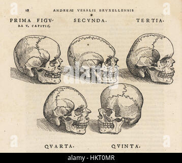 'De humani corporis fabrica' est un livre anatomique emblématique d'Andreas Vésale, publié pour la première fois en 1543. Cette gravure spécifique de l’œuvre détaille l’anatomie humaine avec une précision remarquable pour l’époque, mettant en valeur la contribution de Vésale à la science médicale. Banque D'Images