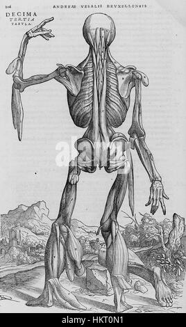 Cette gravure est tirée du *de humani corporis fabrica* d'Andreas Vesalius, une œuvre révolutionnaire du XVIe siècle sur l'anatomie humaine. Il représente des illustrations anatomiques détaillées qui ont jeté les bases des études médicales modernes et ont considérablement avancé la compréhension de la physiologie humaine. Banque D'Images