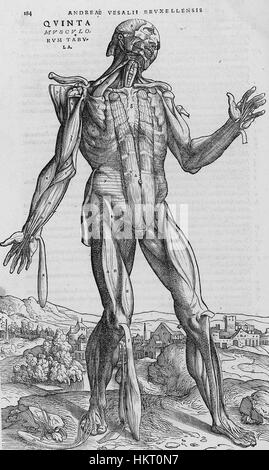 'De humani corporis fabrica' est une œuvre anatomique influente d'Andreas Vésale, publiée pour la première fois en 1543. Le texte et les illustrations qui l'accompagnent révolutionnent l'étude de l'anatomie humaine à la Renaissance. Banque D'Images