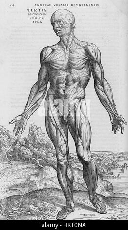 Le 'de humani corporis fabrica' est un texte médical fondateur d'Andreas Vesalius, illustrant l'anatomie humaine avec des détails sans précédent. Cette plaque particulière de l’œuvre du XVIe siècle met en valeur la contribution de Vésale au domaine de l’anatomie. Banque D'Images