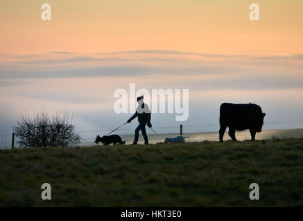 Le bétail sur South Downs près de Devil's Dyke, East Sussex Banque D'Images