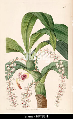 ERIA polyura est une espèce d'orchidée représentée dans une illustration botanique de 1842, plus précisément dans le volume Botanique 28 d'Edwards. La gravure détaillée capture la structure délicate des fleurs de l’orchidée, contribuant à la compréhension scientifique des espèces végétales au XIXe siècle. Banque D'Images