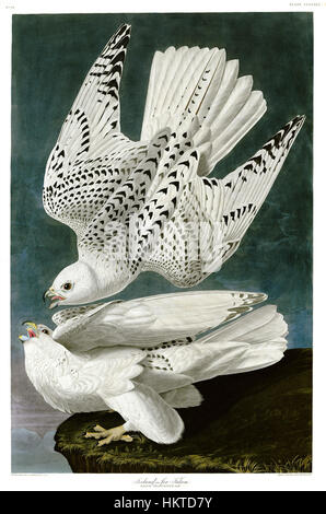 Falco rusticolus, également connu sous le nom de faucon pèlerin, est représenté dans cette œuvre. Connu pour sa vitesse et sa capacité de chasse, cet oiseau de proie est un symbole remarquable d'agilité et de précision dans la nature, souvent associé aux paysages et aux scènes de chasse. Banque D'Images