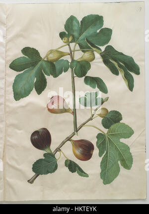 Cette illustration de *Ficus carica*, le figuier commun, provient du Codex Gottorfer, un manuscrit botanique détaillé. L'image met en valeur les feuilles et les fruits distinctifs de la plante, créés au XVIIe siècle. Banque D'Images