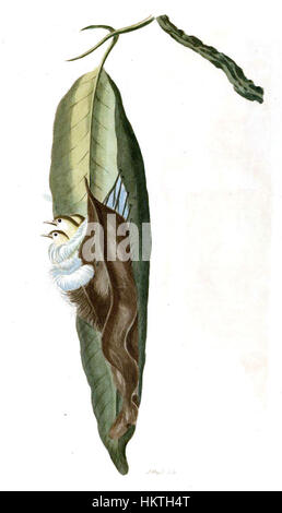 La planche 8 de Forster est une illustration détaillée tirée d'un livre historique, présentant des études scientifiques ou botaniques du XVIIIe siècle. Banque D'Images