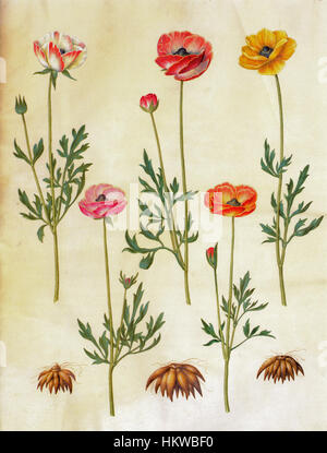 Une peinture du XIXe siècle de Ranunculus asiaticus, également connu sous le nom de bouton d'or persan, présentant la précision botanique caractéristique de l'art botanique de l'époque. Banque D'Images