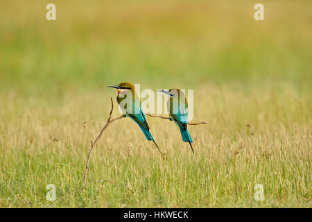 Une paire de blue-tailed guêpiers perchés sur une branche de l'habitat de prairie naturelle à la recherche dans le désert sur la lumineuse, ensoleillée Banque D'Images