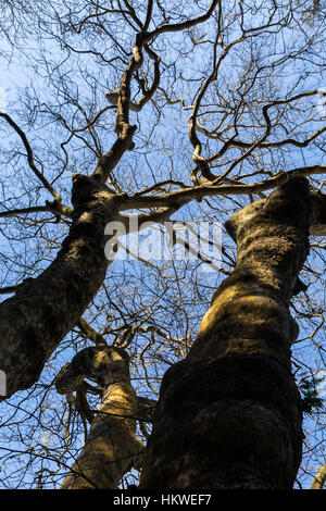 Vue vers le haut sur les arbres sans feuilles et les cieux Banque D'Images