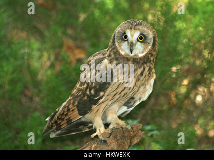 Short-Eared Owl assis sur un journal Banque D'Images